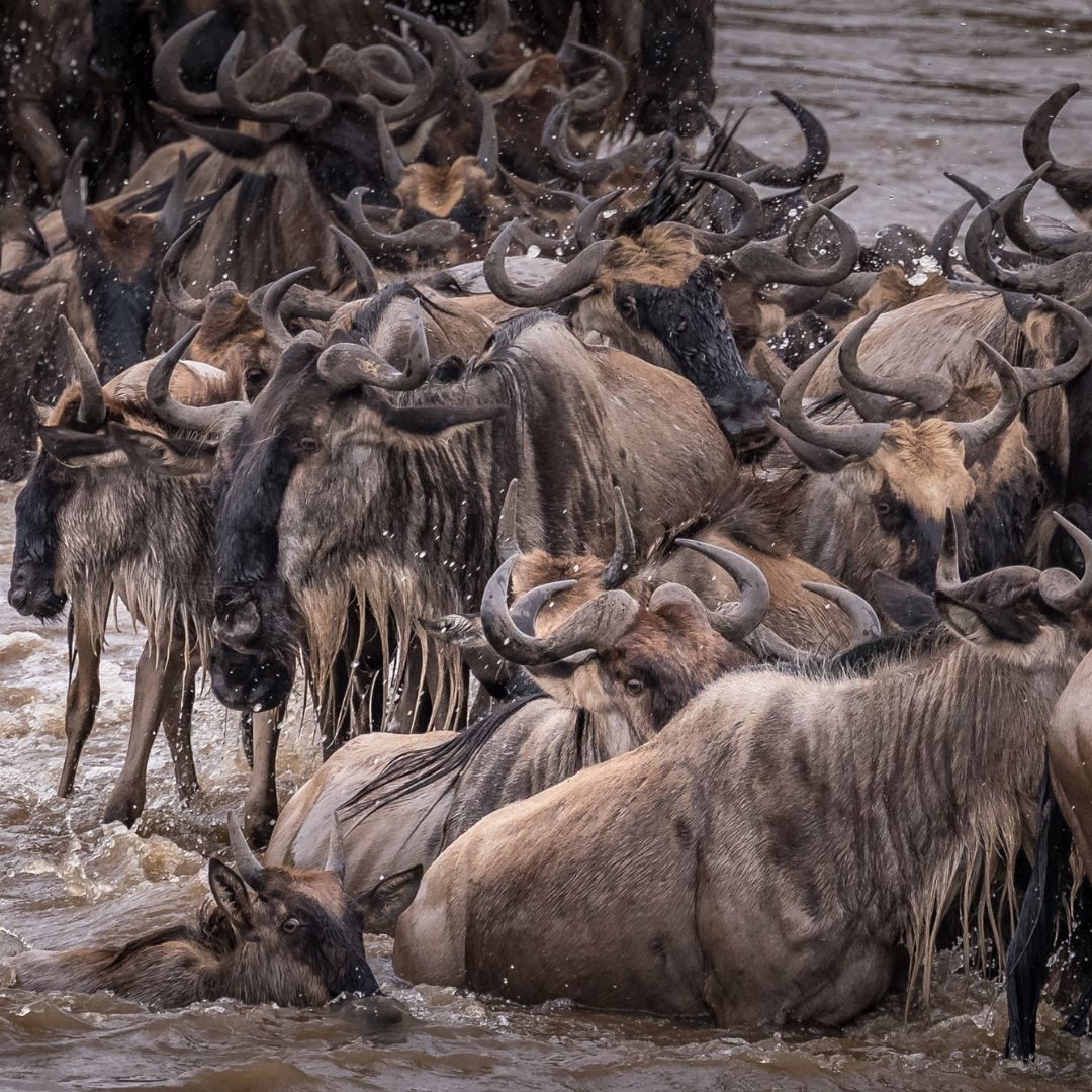NosoroGSafaris migration2