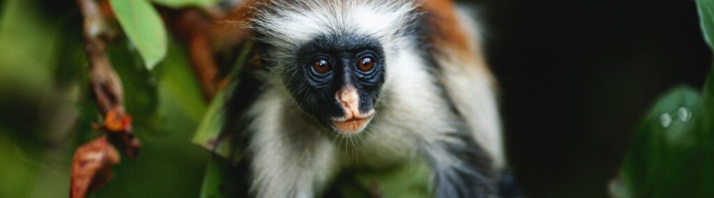 Zanzibar red colobus (Procolobus badius kirkii) lying, close up, Jozani forest, Zanzibar