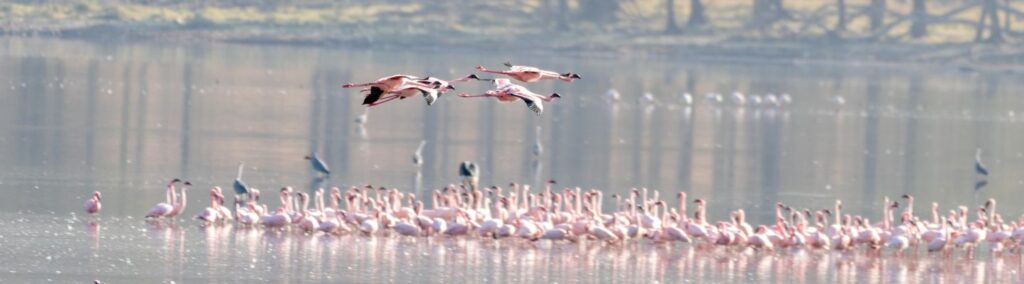 lake manyara birds