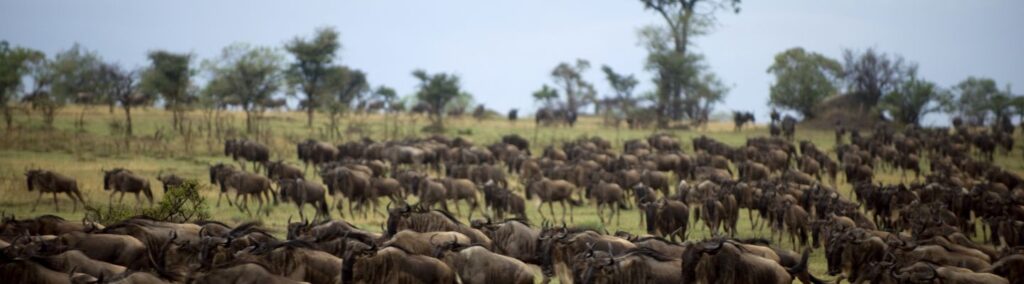 wildebeests migration