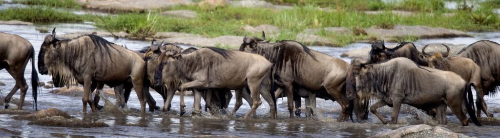 wildebeest migration