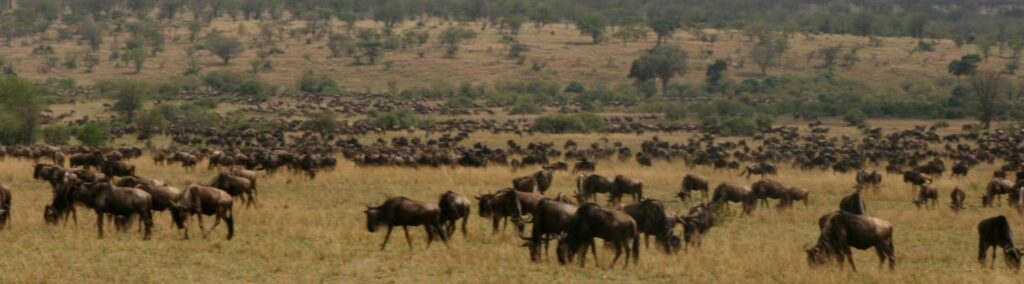 migration