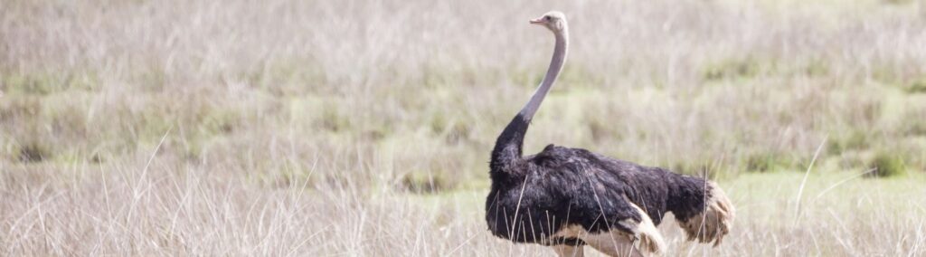 ostrich