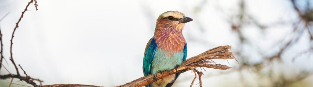 Tarangire bird