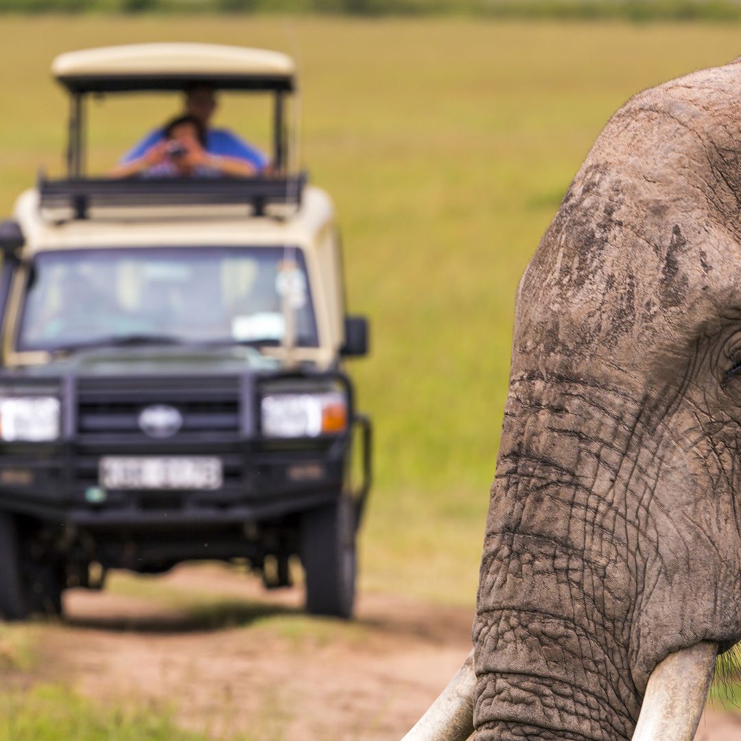 elephant