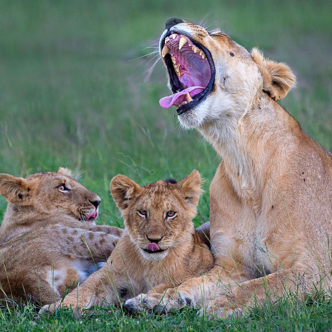 Lions