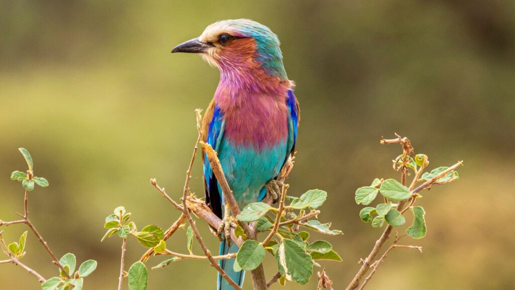 bird