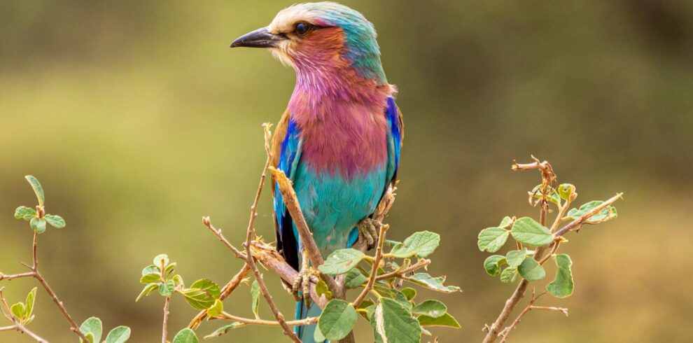 bird