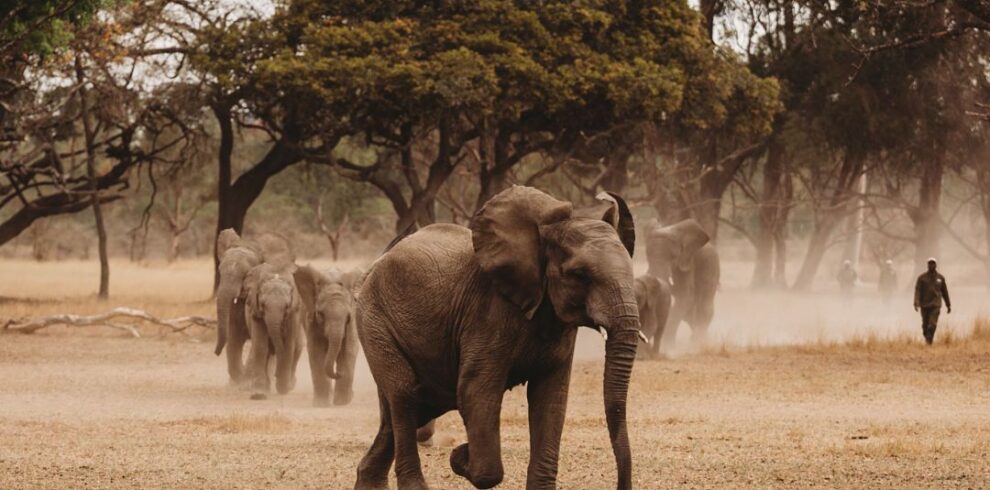 elephants