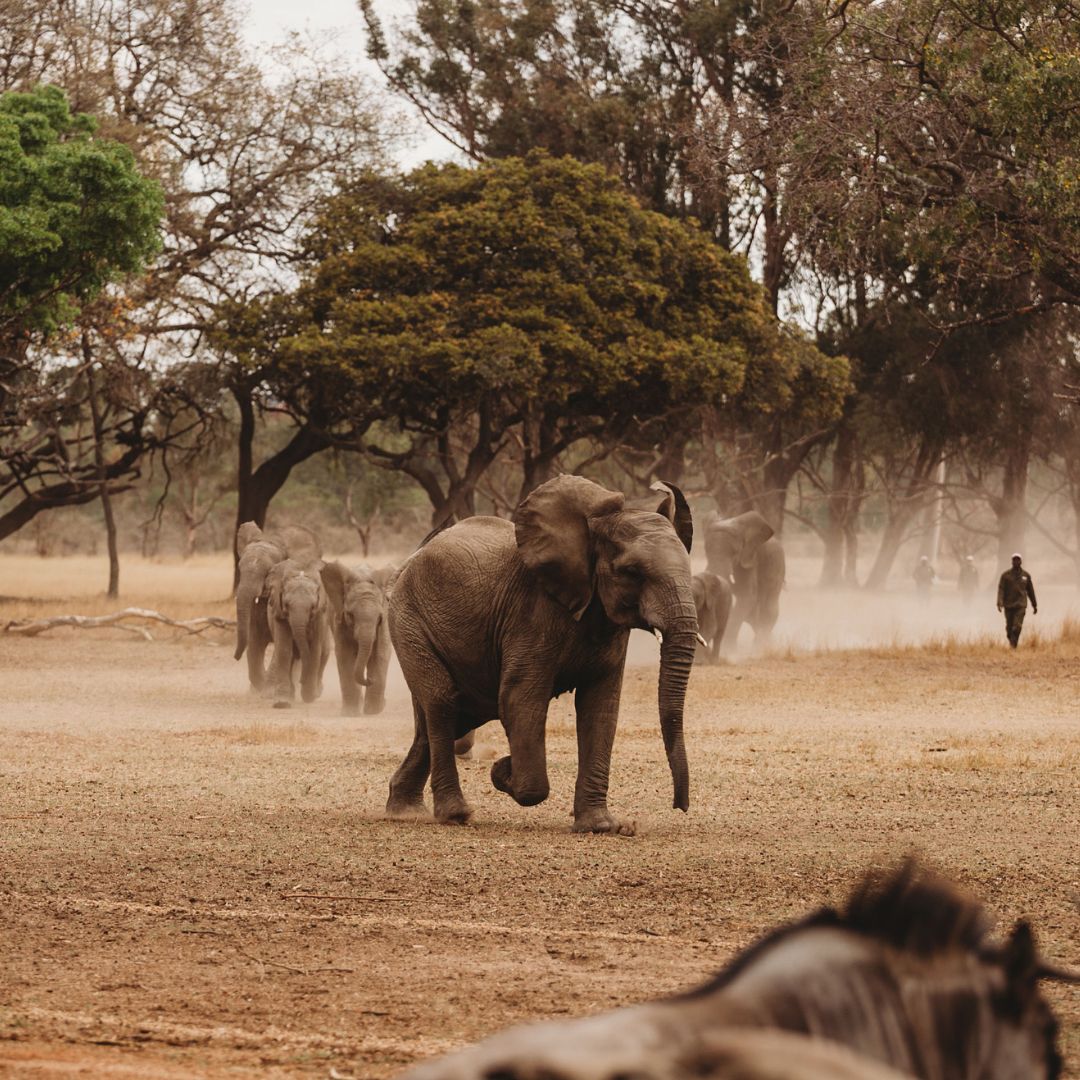 elephants
