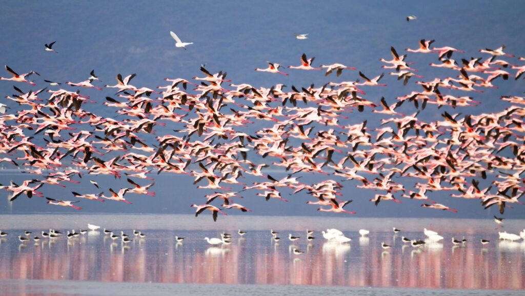 flamingos