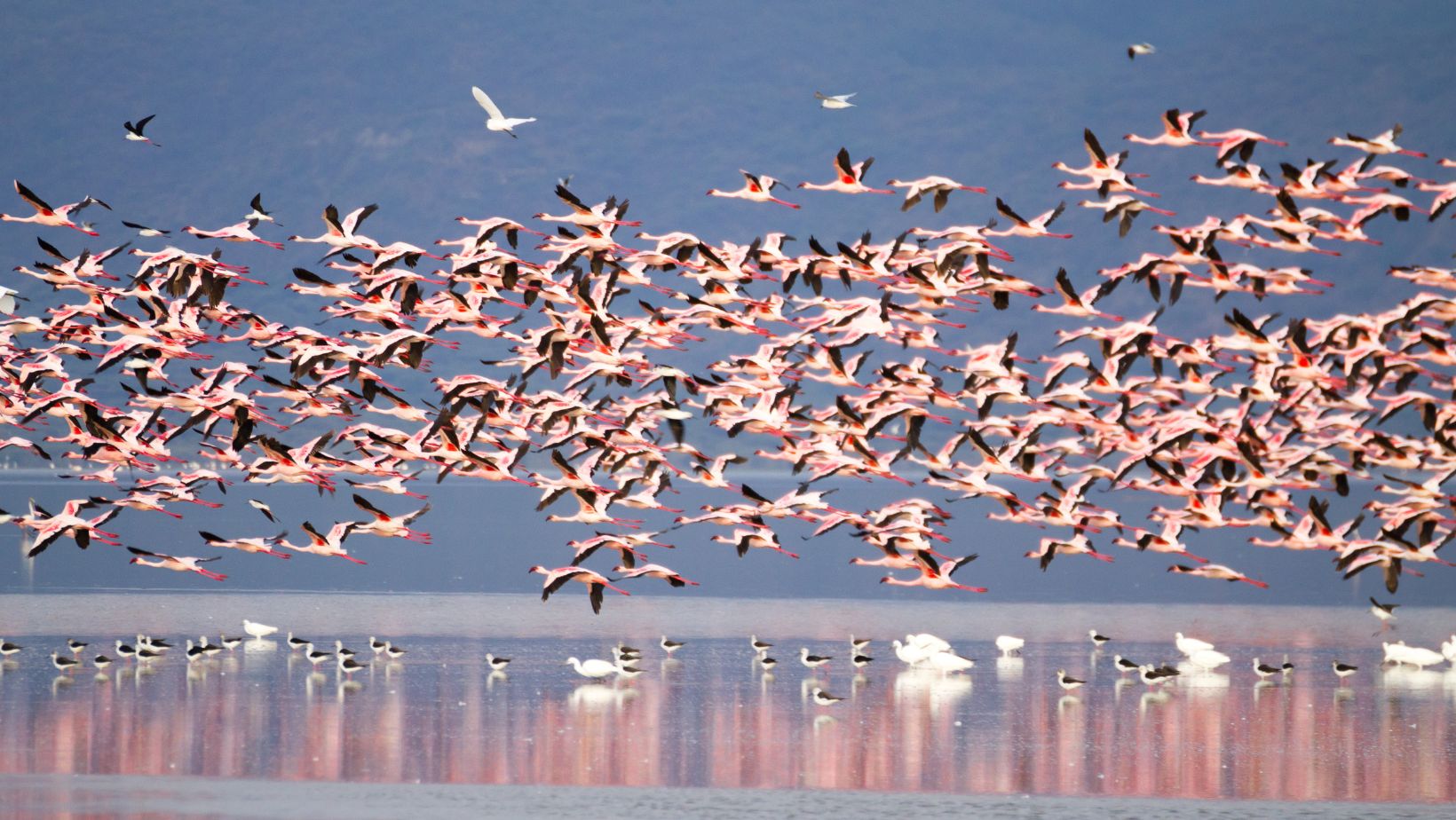 flamingos