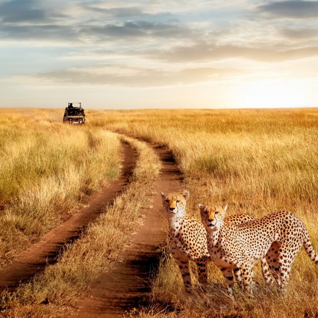 leopard