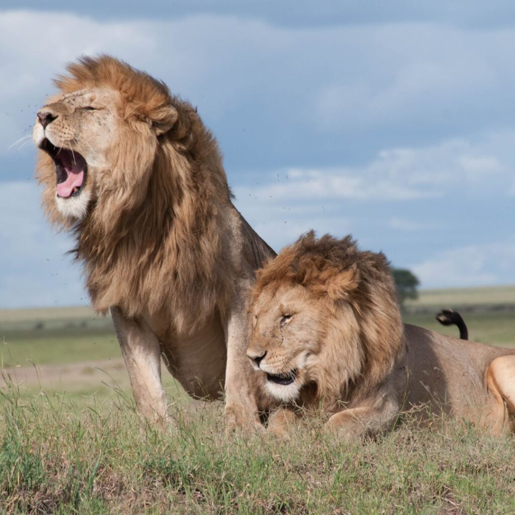 lions