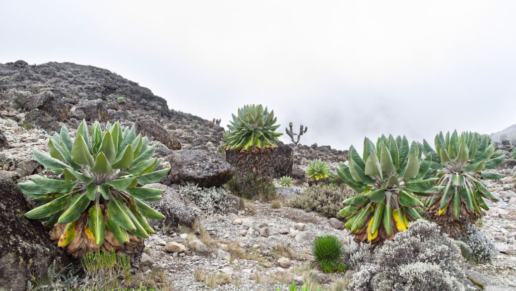 Machame route