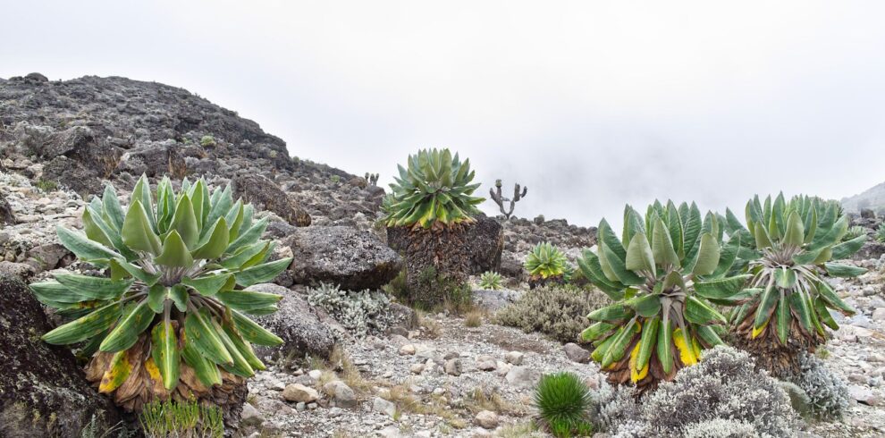 Machame route