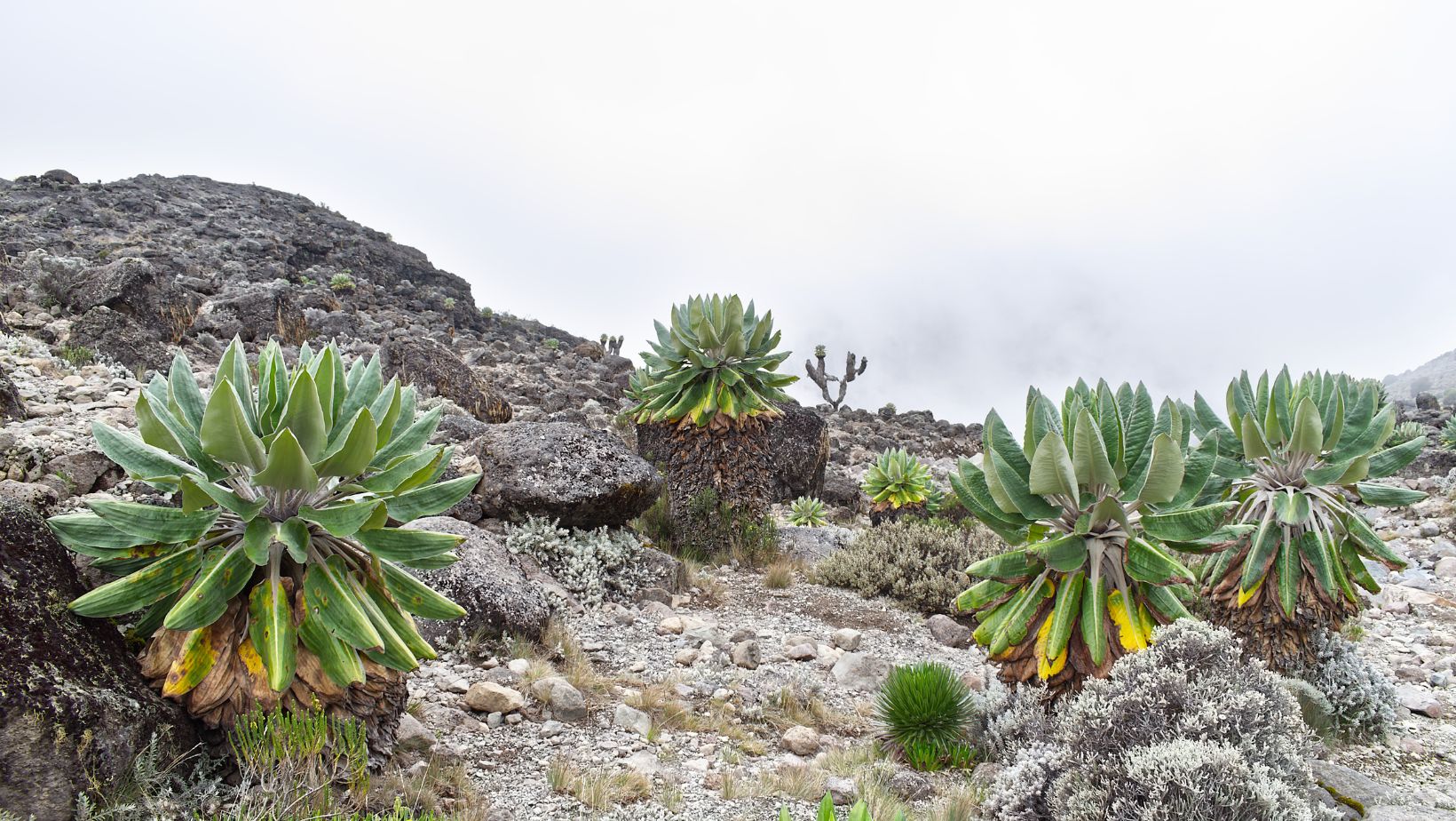 Machame route