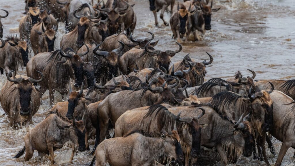 Wildebeests migration