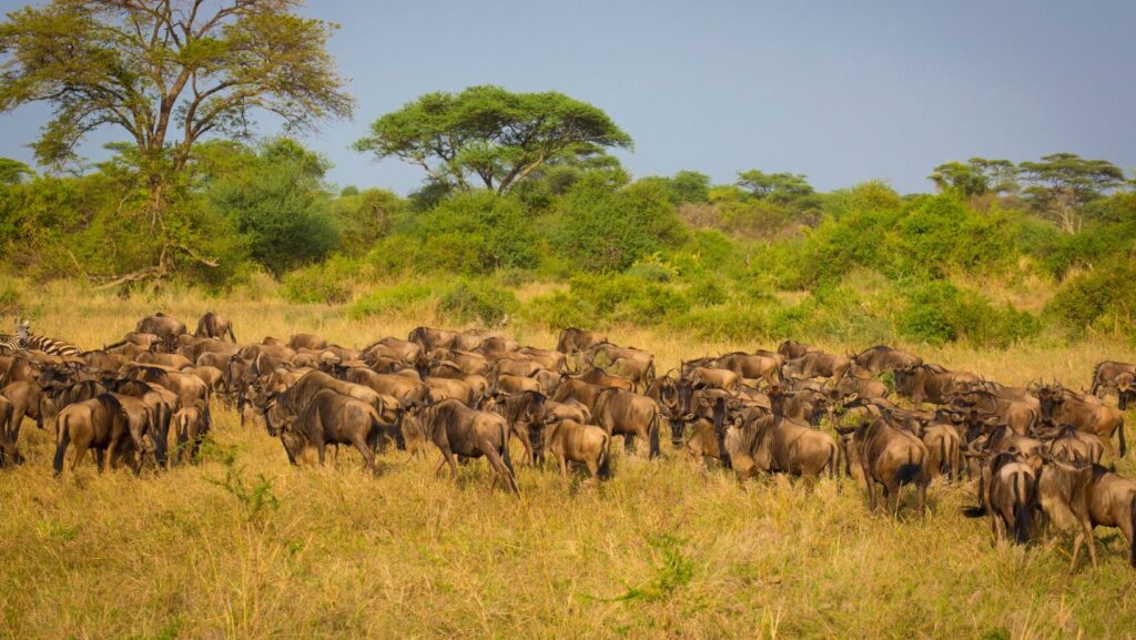 Serengeti migration