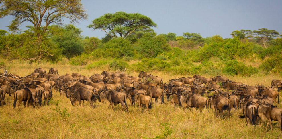 Serengeti migration
