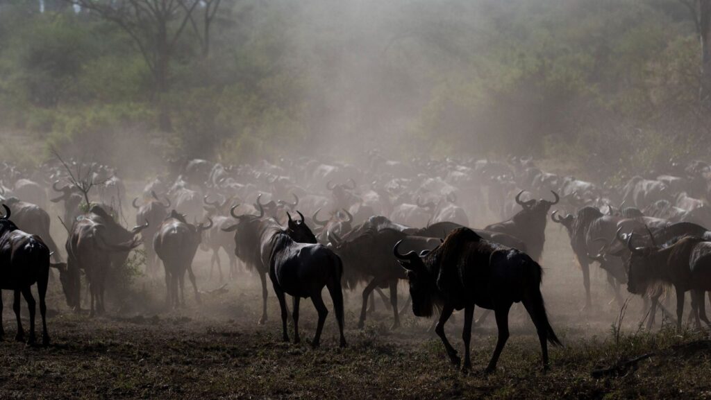 wildebeest migration