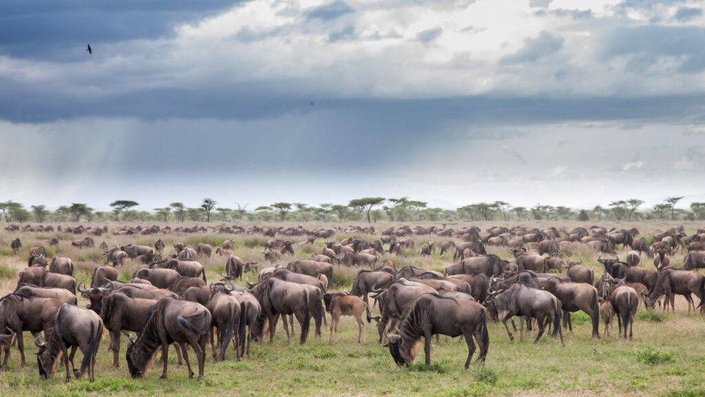 wildebeests