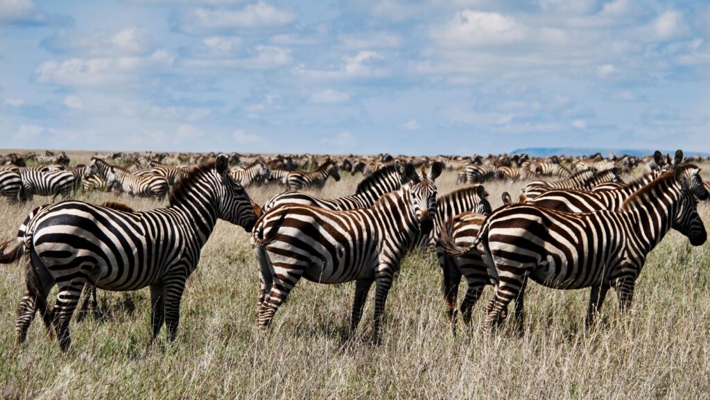 Serengeti migration