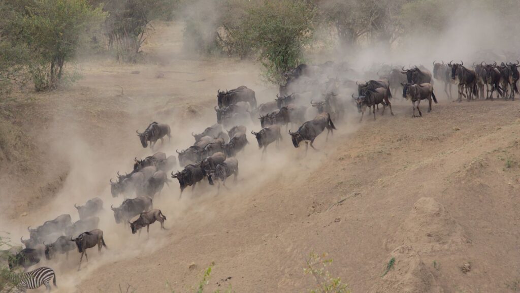 migration