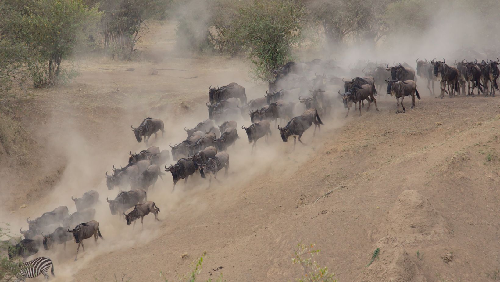 migration