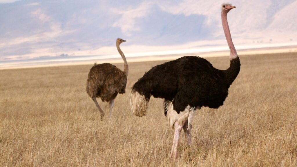 ostriches