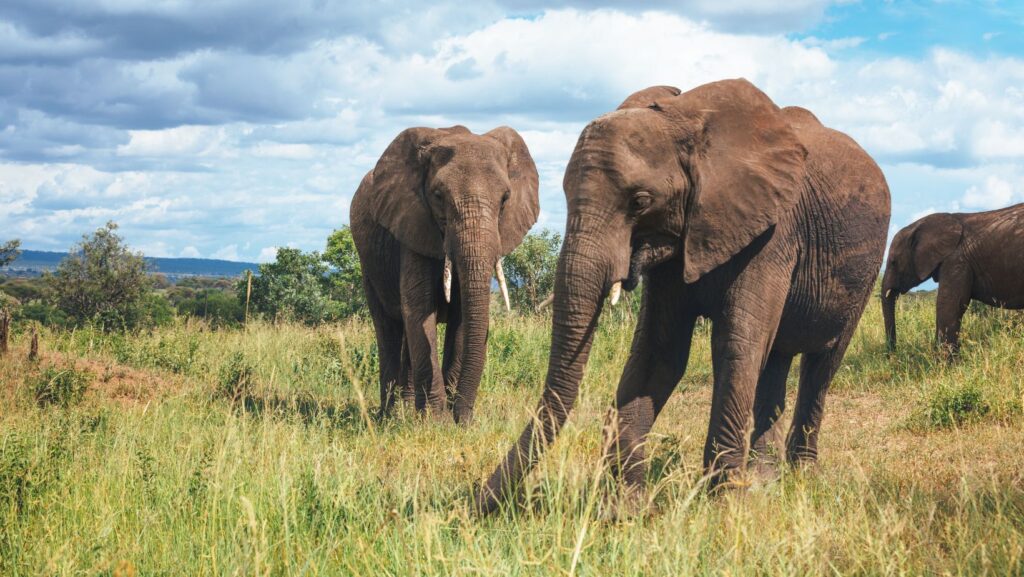 tembo