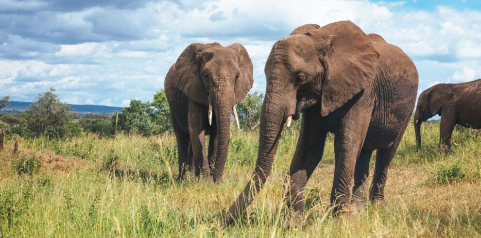 tembo
