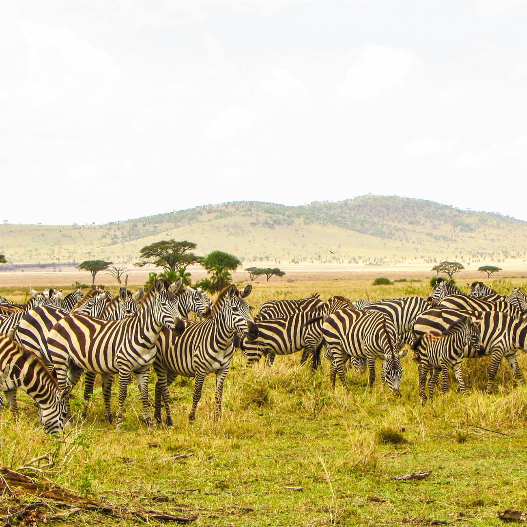 zebras