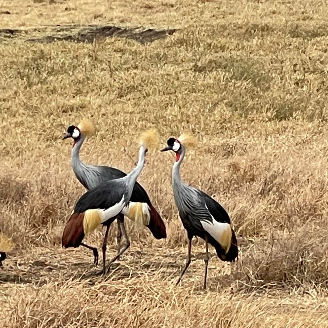 cranes