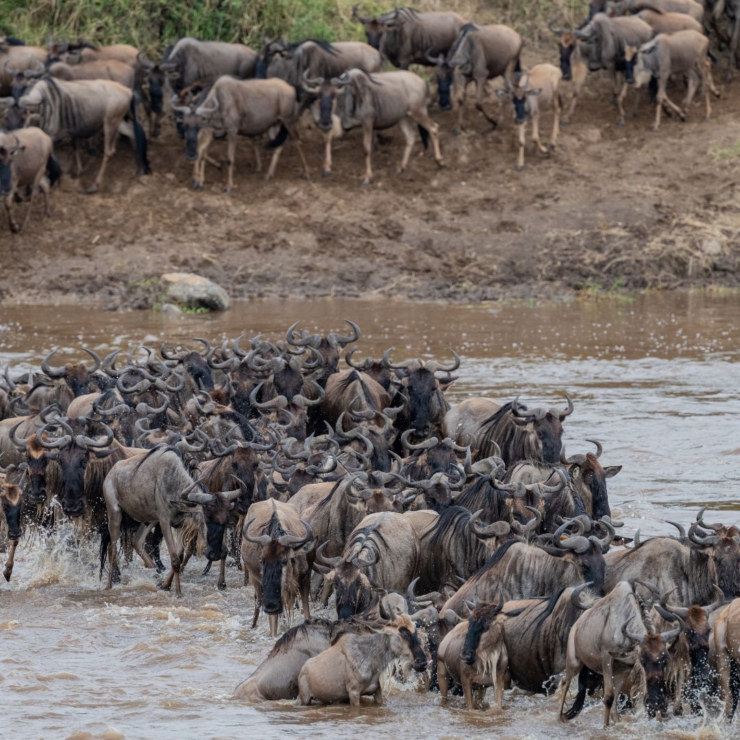 Wildebeest migration