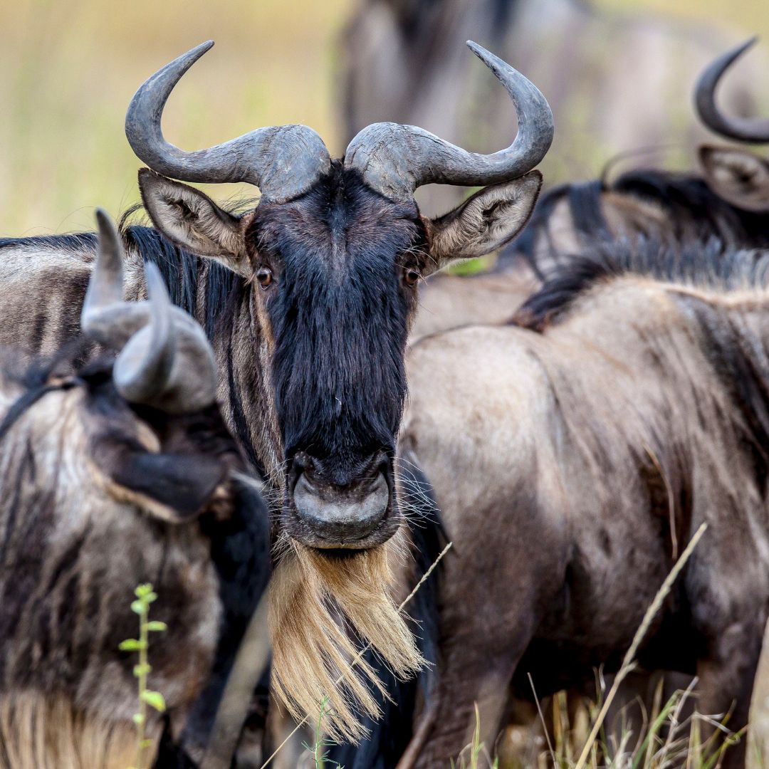 wildebeests